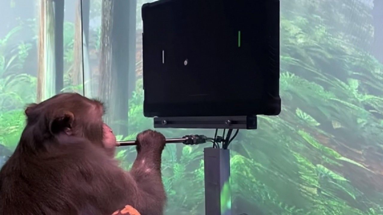 Илон Маск научил обезьяну играть в игры с помощью силы мысли