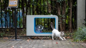 Hello Street Cat – приложение для кормления бездомных животных