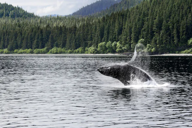 Как оптоволоконные кабели помогли подслушивать за китами